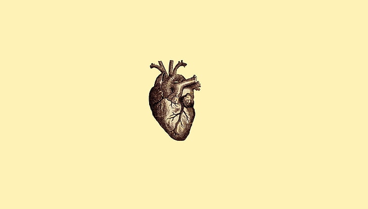 Heart Anatomy Vector, one animal, insect, cut out, animals in the wild Free HD Wallpaper