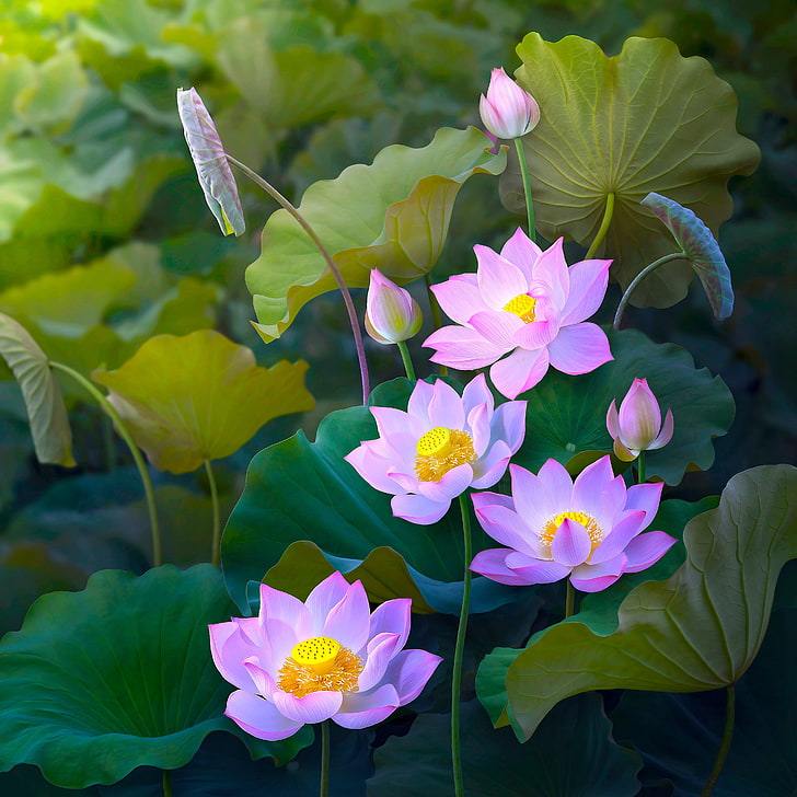 Lotus Flower Buddhist Art, freshness, growth, lotus water lily, lotus Free HD Wallpaper