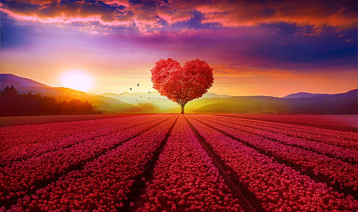 Love Tree Silhouette, heart tree, sunrise, tree, scenery Free HD Wallpaper