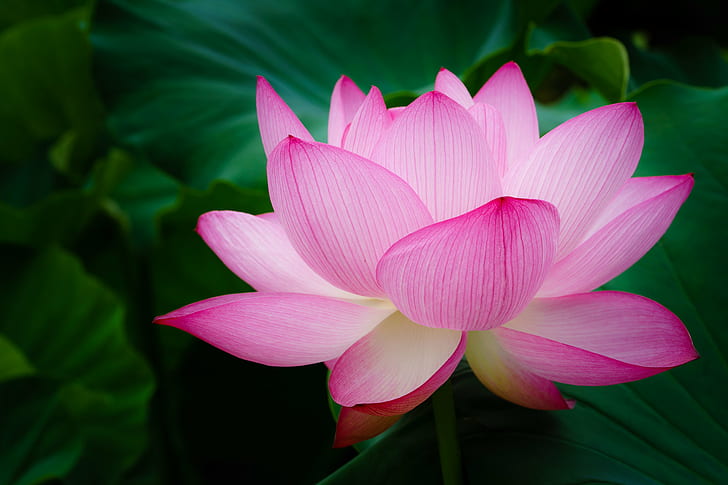 Orange Lotus Flower, beauty in nature, ilce7m2, botany, lotus water lily Free HD Wallpaper