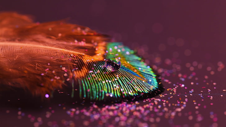 Peacock Feather, studio shot, humor, colorful, animal themes Free HD Wallpaper