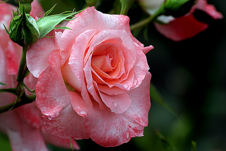 Pink Rose Bush, nature, cc0, blooms, rose  flower Free HD Wallpaper