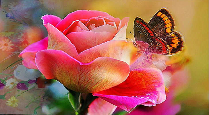 Pink Rose Butterfly, plant, flower, pink color, closeup Free HD Wallpaper