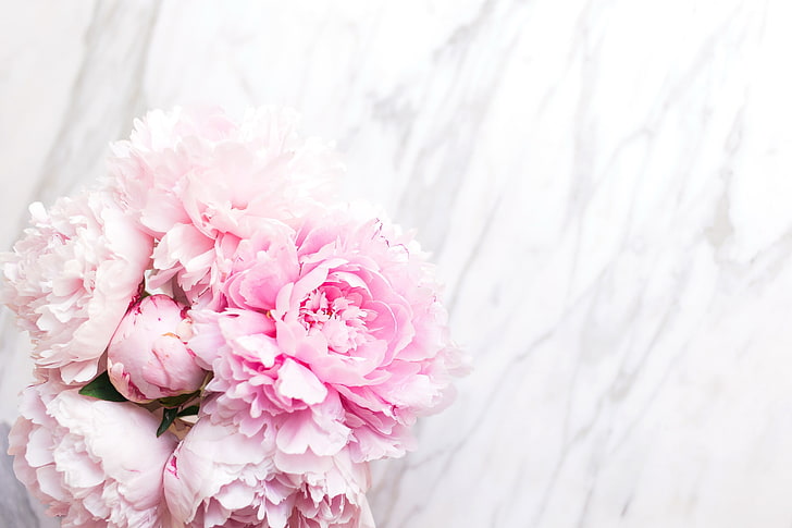 Pretty Pink Peonies, rose  flower, wedding, nature, beauty in nature Free HD Wallpaper