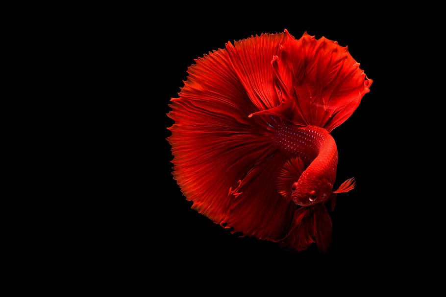 Rare Betta Fish, closeup, no people, plant, softness Free HD Wallpaper