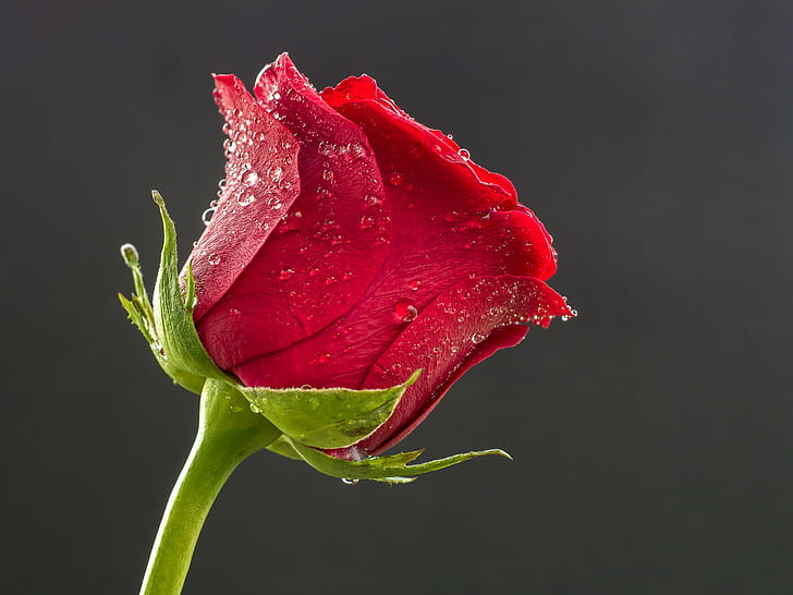 Red Roses, beauty in nature, plant, sigma, freshness