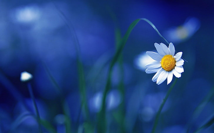 Royal Blue Flower, meadow, grass, sunlight, single flower Free HD Wallpaper