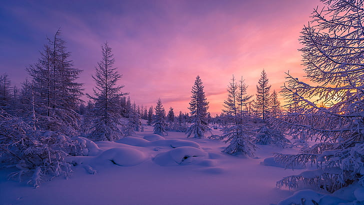 Snowy Forest Scene, snowdrift, forest, trees, purple