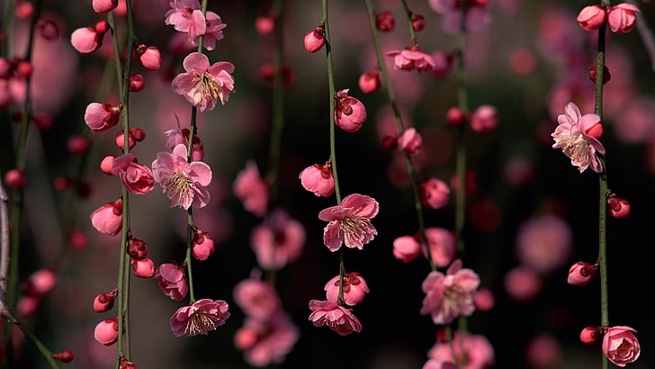 Spring Tree Blossoms, garden, lilac, bouquet, detail