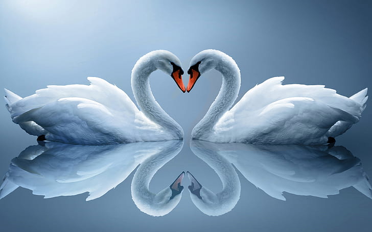 Swan Heart Drawing, white, Swan, swan, couple