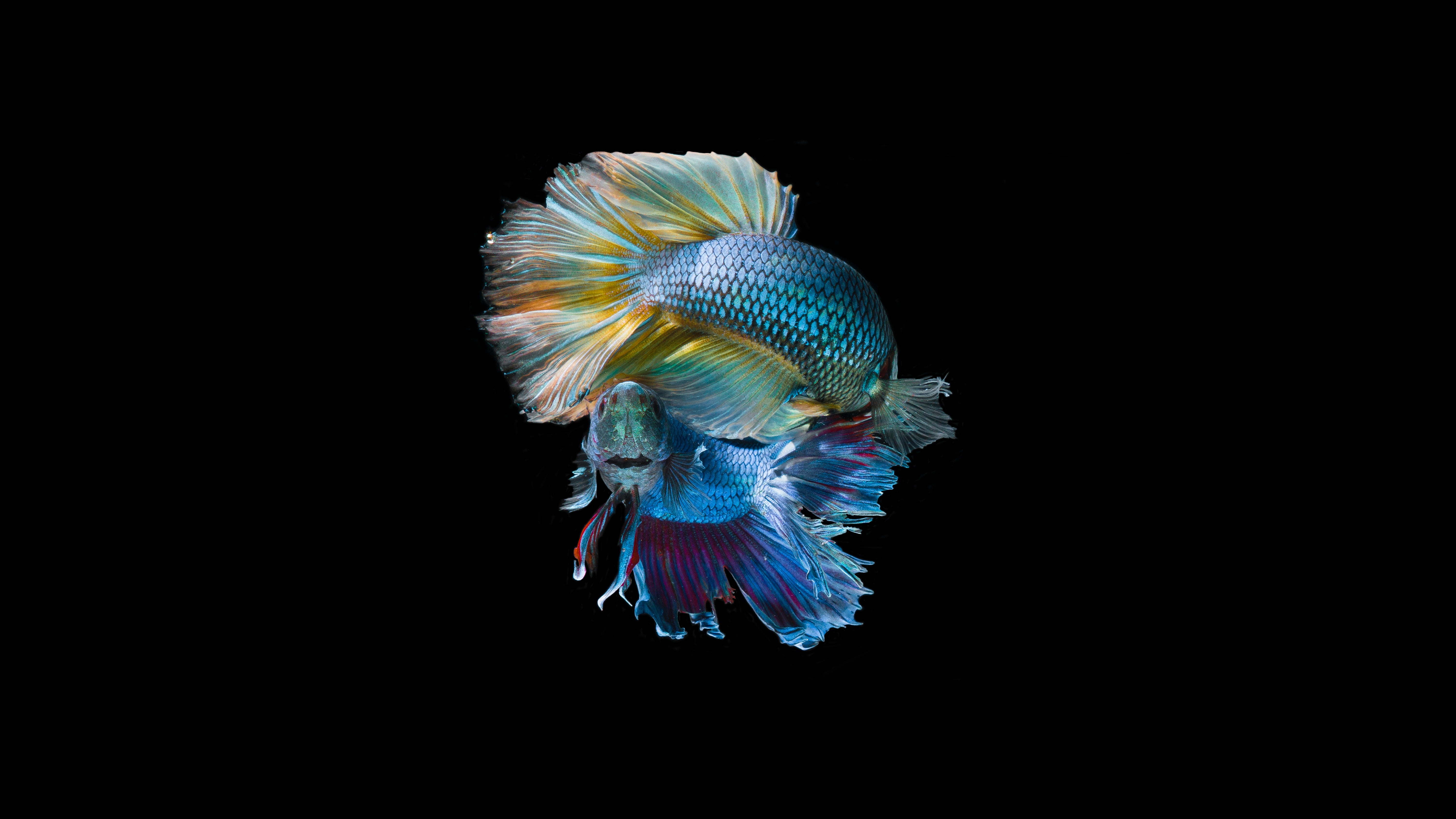 Underwater Fish, siamese fighting fish, sea, studio shot, water