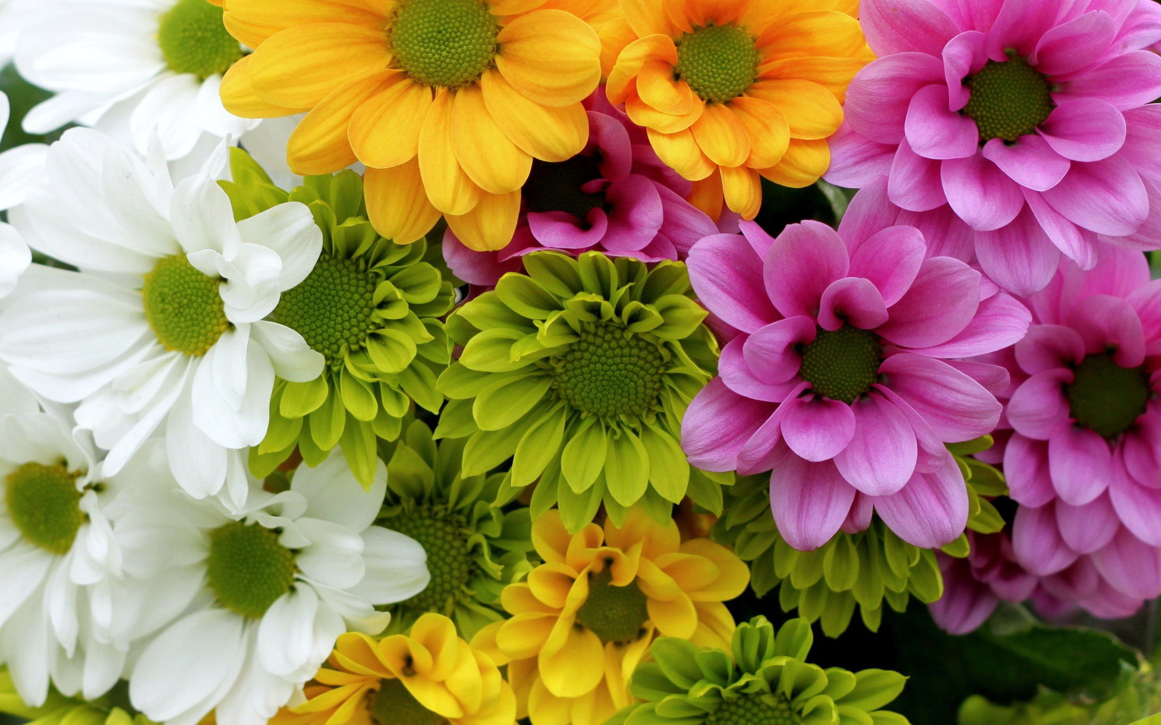Yellow Flower Phone, yellow, springtime, white, green
