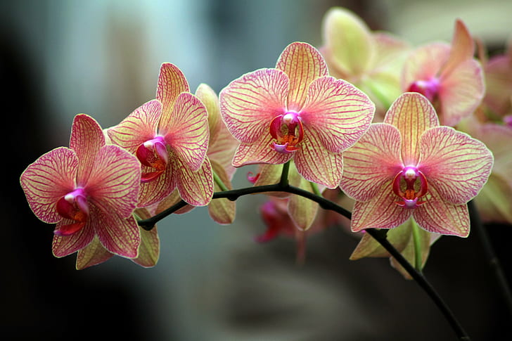 Amazing Orchids, pattern, artistic, eyes, bright Free HD Wallpaper