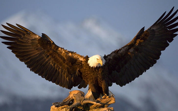 Bald Eagle Symbolism, picture of eagle, golden eagle pictures, wing, bird Free HD Wallpaper