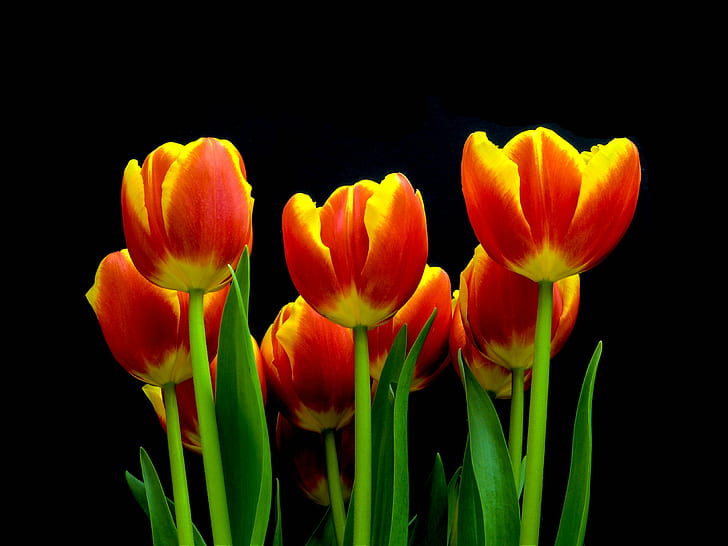 Beautiful Red Tulip Flowers, striking, hdr, petal, multi colored Free HD Wallpaper