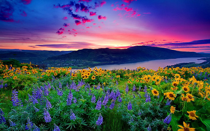 Beautiful Spring Scenery, sunset, purple, tranquility, landscape Free HD Wallpaper