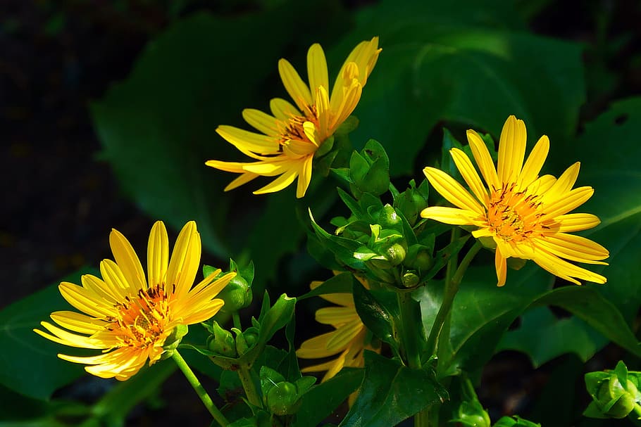 beauty in nature, small yellow flowers, aster flower pictures, freshness Free HD Wallpaper