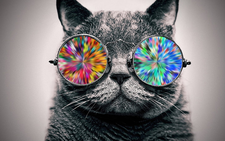 Cat Wearing Sunglasses, animal body part, mammal, digital art, domestic cat Free HD Wallpaper