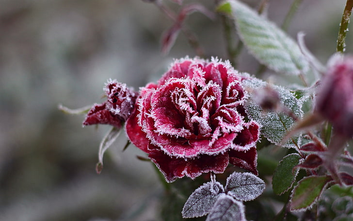 cold temperature, branch, summer, bush