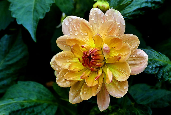 Dahlia Diseases, closeup, nature, flower head, close up Free HD Wallpaper