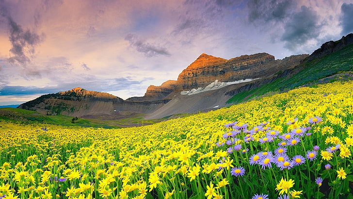 Flower Garden Scenery, yellow flowers, flower field, environment, tranquility Free HD Wallpaper