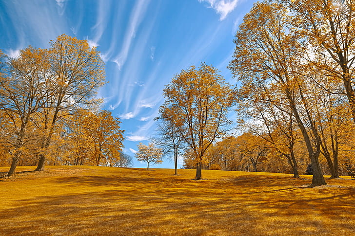 forest, american  beauty, fantasy, spring