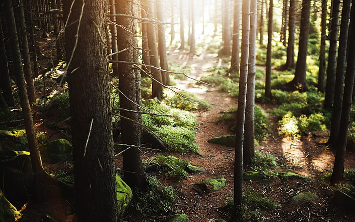 Forest Sunrise, growth, season, sunset, trees