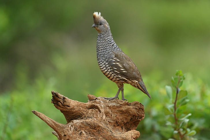 Gray Quail, blue quail, bird  bird, animal, wildlife Free HD Wallpaper