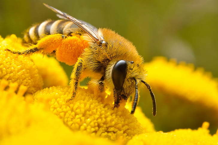 Honey Bee Yellow Flower, pollen, honey bee, pollination, macro Free HD Wallpaper