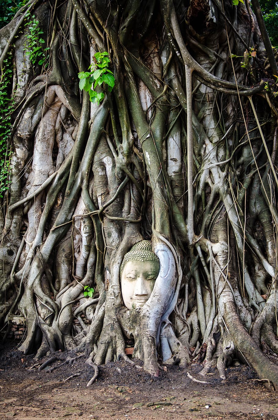 intertwined, face, buddha, big