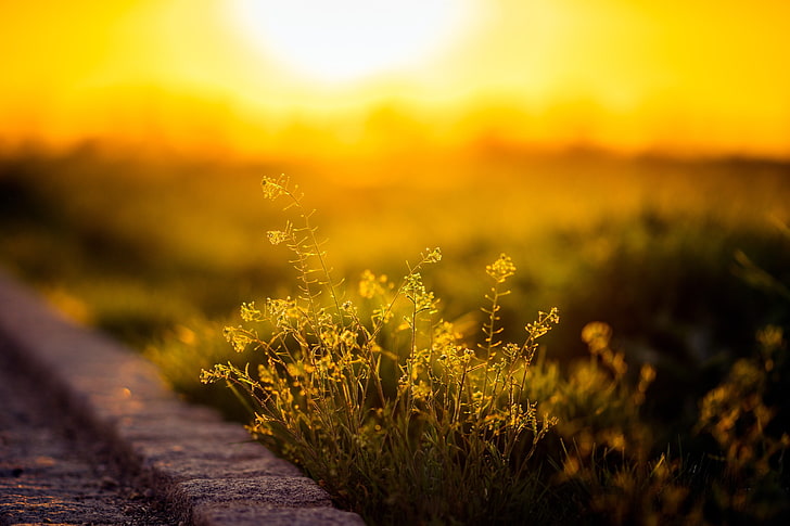 Light Yellow Flower, selective focus, agriculture, nature, footpath Free HD Wallpaper