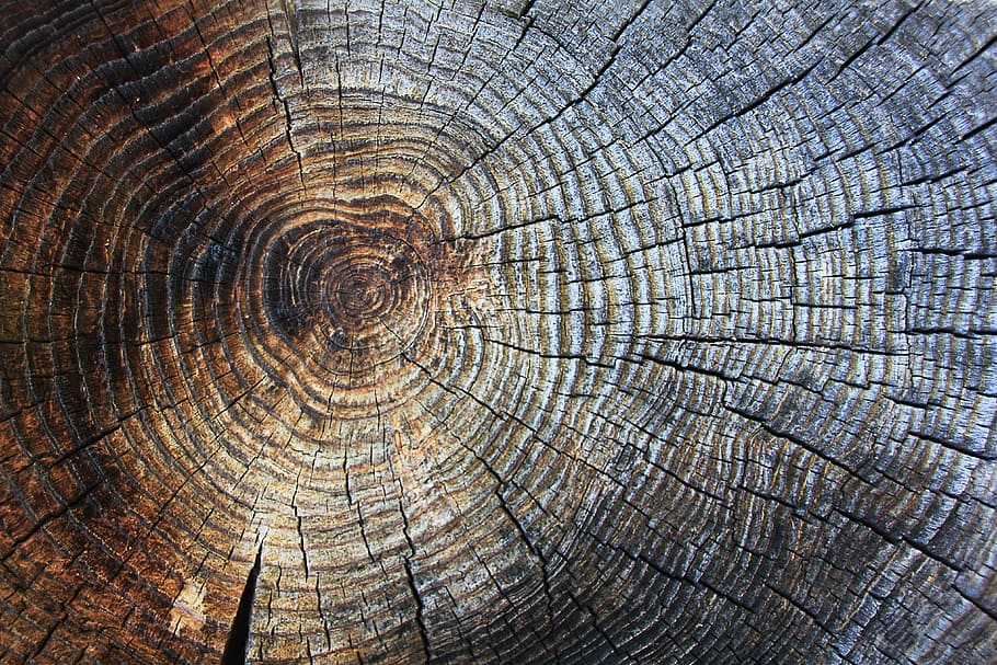 log, wood grain, decoration, pattern