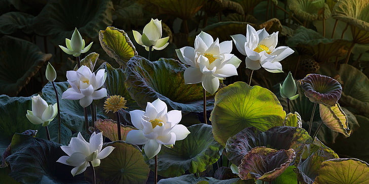 Lotus Flower Art, buds, lotus, composition, petaled