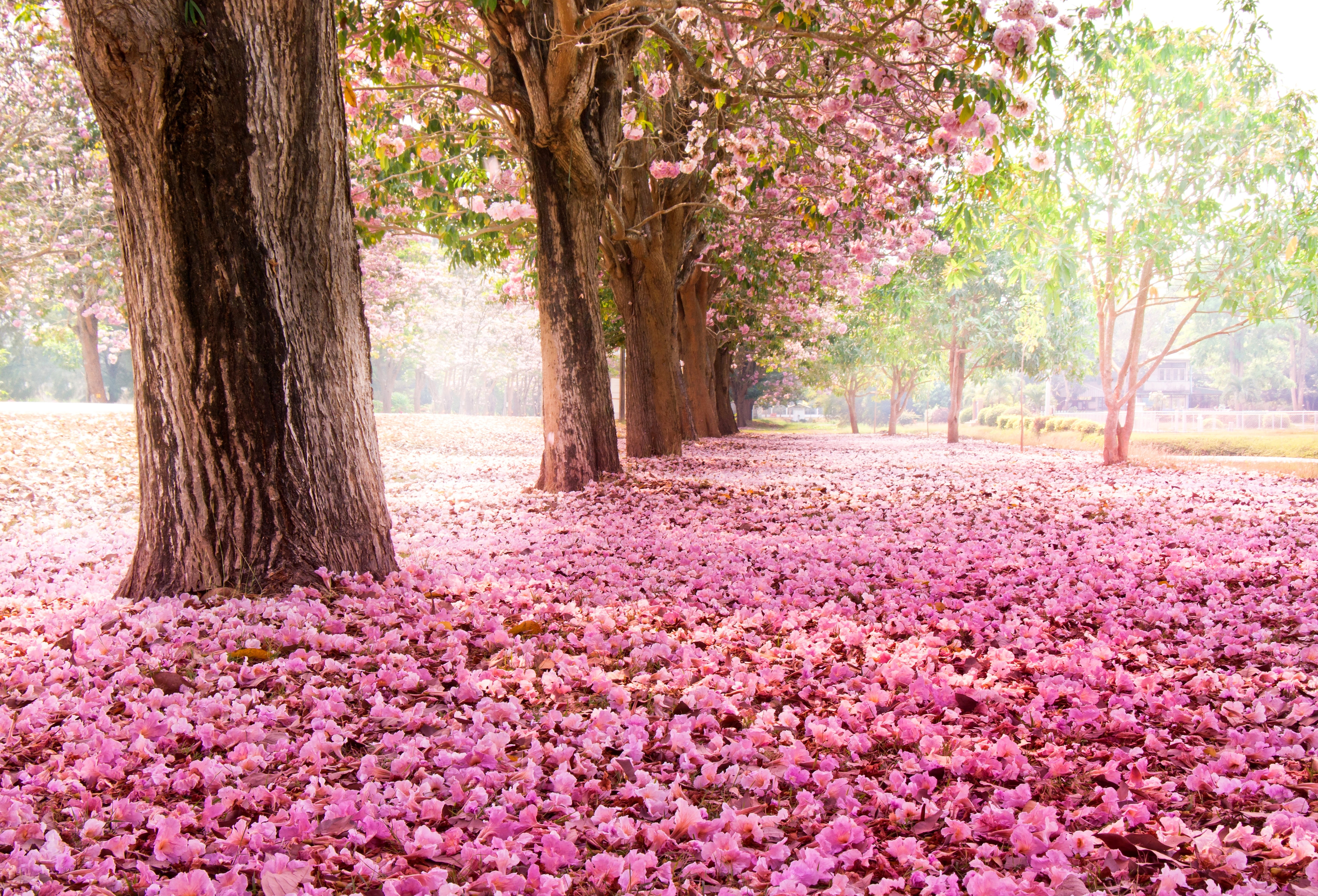 Red Flower Tree, flower head, season, bright, tree trunk
