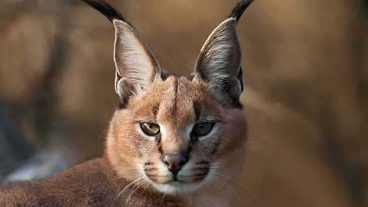 Sand Cat, focus on foreground, animal body part, animal eye, pets Free HD Wallpaper