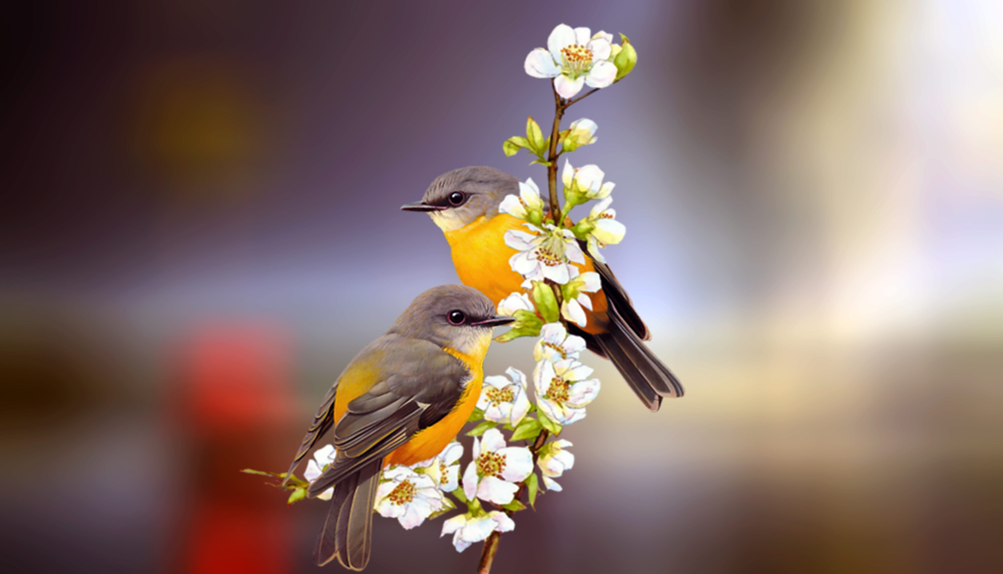 Shadow Witch Anime Girl, perching, beauty in nature, feather, flower head