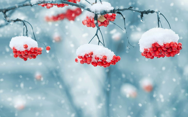 Sloe Jam, snowflakes, nature, beautiful, mountain Free HD Wallpaper