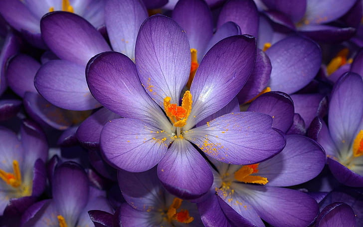 Spring Flowers, petal, beauty in nature, closeup, flower head