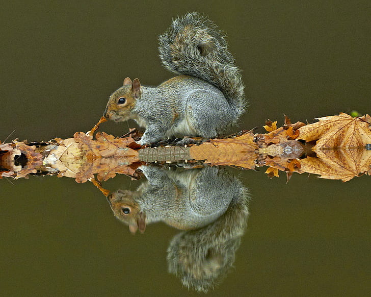 Squirrel Skiing, environment, daytime, botanicals, nature photography