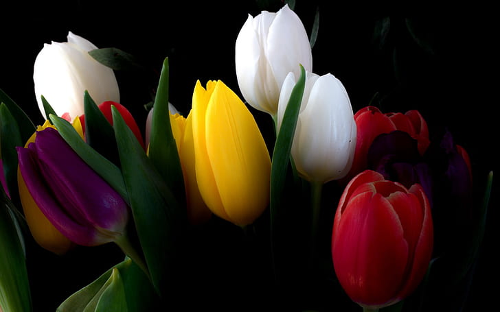 tulips, white-red-purple-yellow-and-pink, flowers,, yellow, Free HD Wallpaper