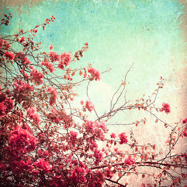 Vintage Rose Art, retro styled, art, texture, flowering plant Free HD Wallpaper