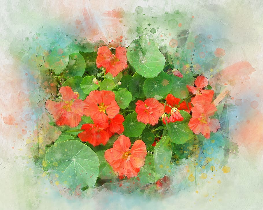 Watercolor Ombre, garden flower, summer flowers, green, garden Free HD Wallpaper