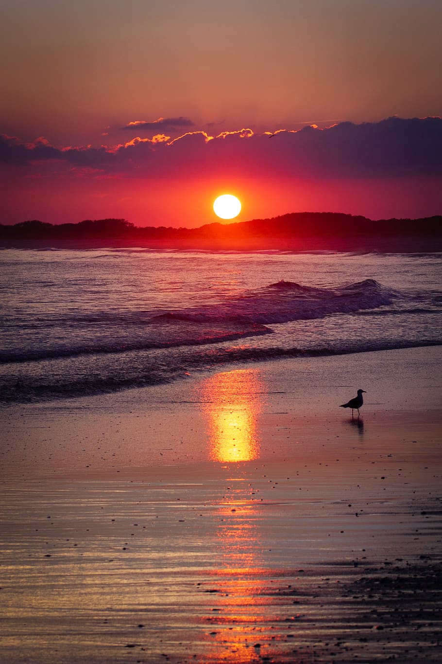 Wildwood New Jersey Sunset, idyllic, reflection, beach, seagulll Free HD Wallpaper