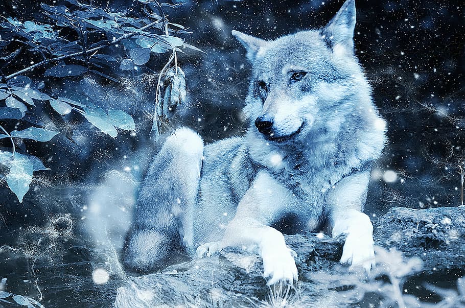 Wolf Face Tattoo, vertebrate, decorative, cold temperature, one animal Free HD Wallpaper