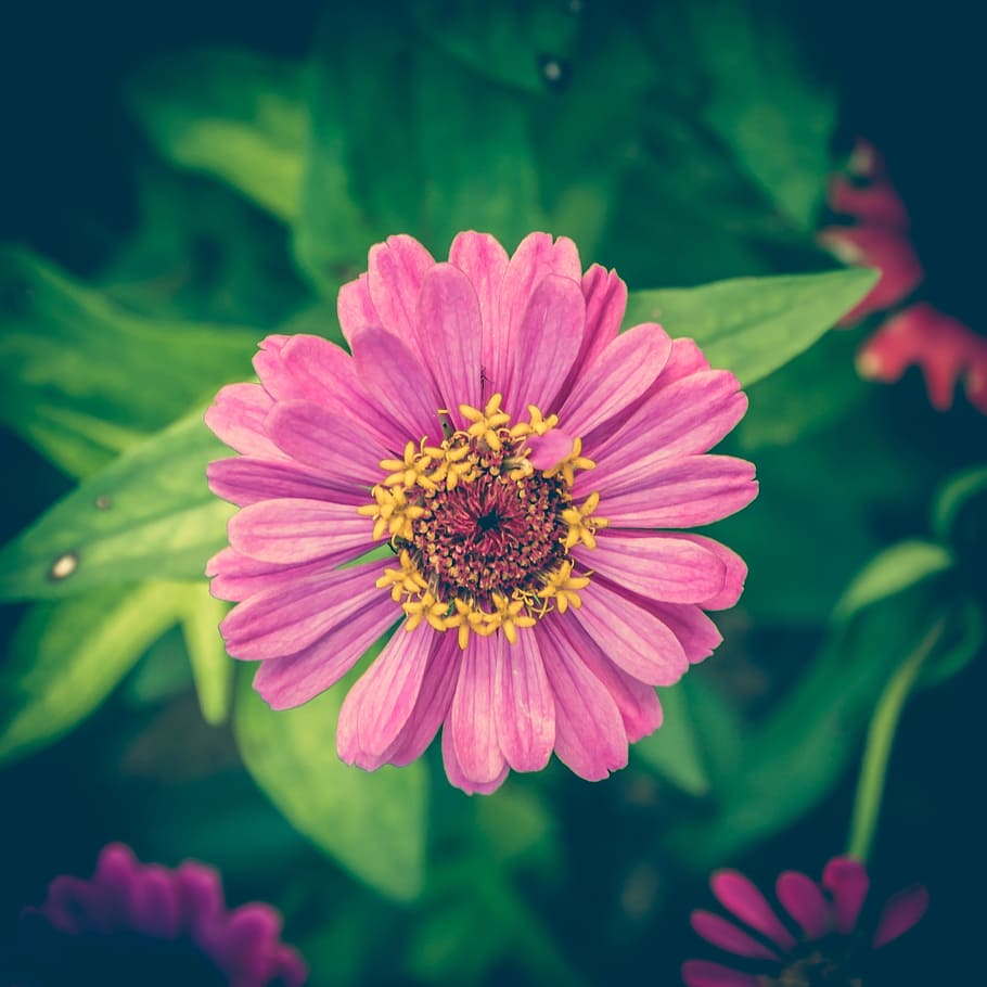 Zinnia Flower Colors, floral, focus on foreground, day, closeup Free HD Wallpaper