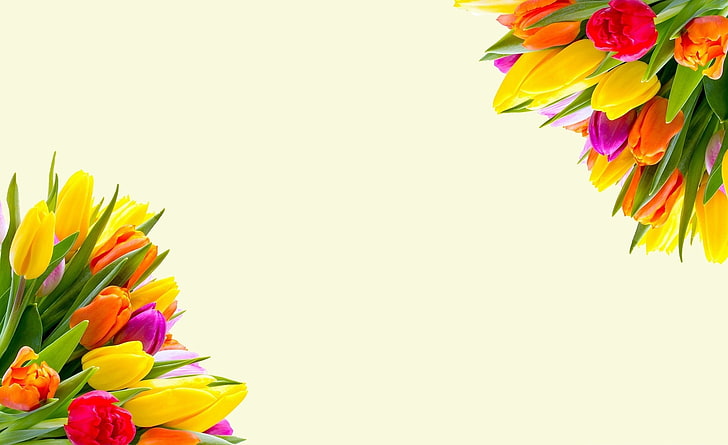 2 Frame, springflowers, beauty in nature, petal, card Free HD Wallpaper