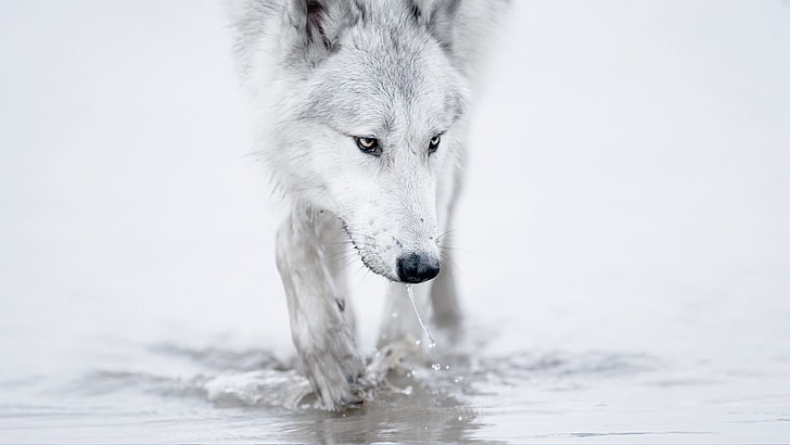 Beautiful White Wolf Alpha Female, vertebrate, outdoors, no people, animal head