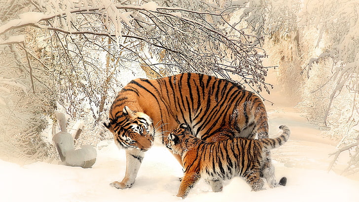Bengal Tiger, beauty in nature, undomesticated cat, danger, land Free HD Wallpaper