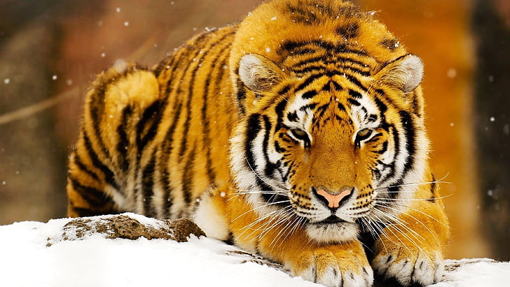 Big Cats Tiger, one animal, nature, snow, outdoors Free HD Wallpaper
