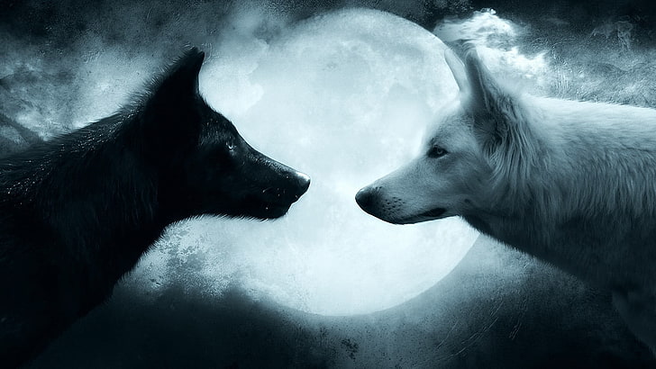 Black and White Wolves in Love, snow, vertebrate, dog, canine Free HD Wallpaper